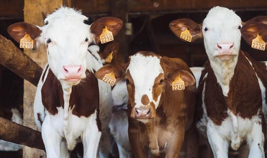 three brown and white cows