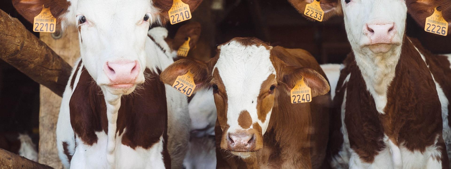 three brown and white cows