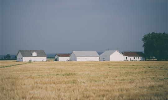 farm buildings in a field of wheat